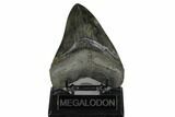 Nice, Fossil Megalodon Tooth - South Carolina #170490-2